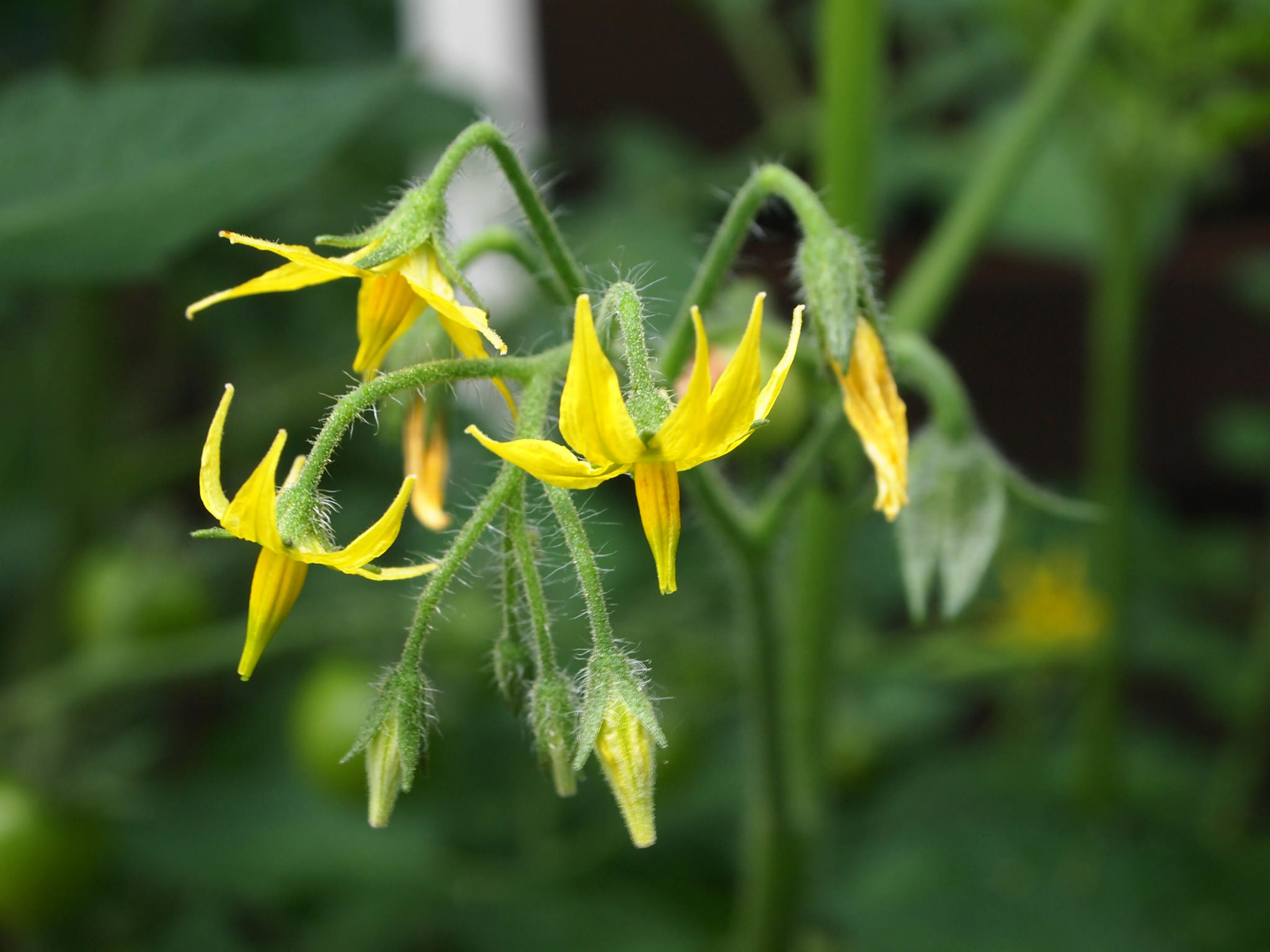 Solanum lycopersicum